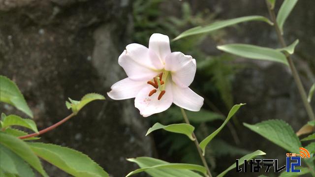 南箕輪村恩徳寺ササユリ見頃