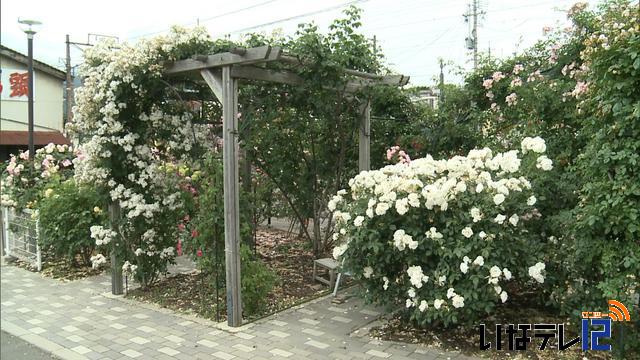 木村内科医院のバラ見頃