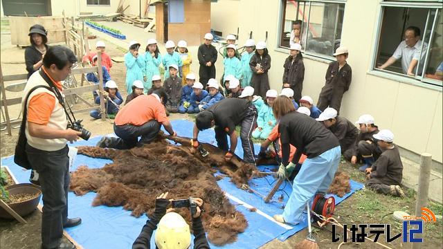 本格的な夏を前にアルパカの毛刈り