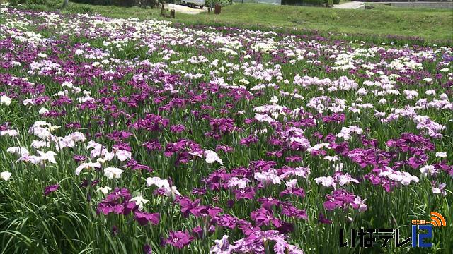 富県南福地竹松さん宅のハナショウブ見頃