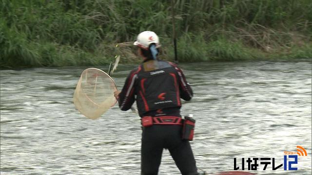 アユの友釣り解禁