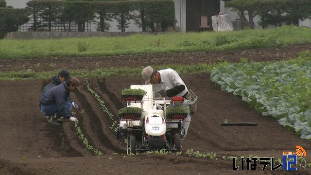 収益向上へ　加工用キャベツ栽培