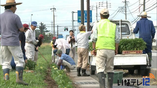 神子柴農地・水・環境保全会　春日街道沿いに花の苗植え