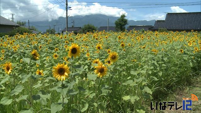 最高気温30.7度　3日連続の真夏日