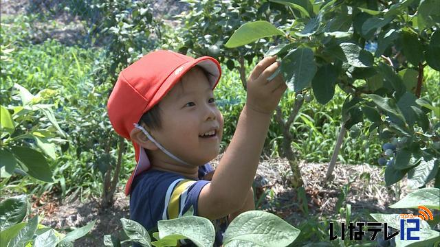 西部保育園　園児がブルーベリー狩り