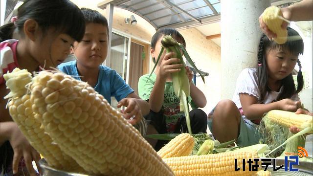 村営農センター　園児にスイートコーンプレゼント