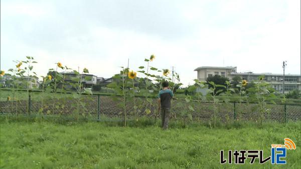 西春近南小学童クラブに被災地のひまわり咲く