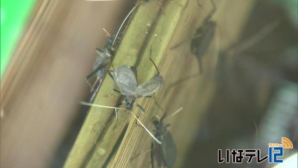 暑い立秋　ながた荘で鈴虫涼しげに