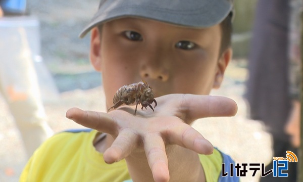 セミの抜け殻で環境変化を調査