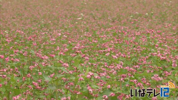 上古田　赤そばの里開き