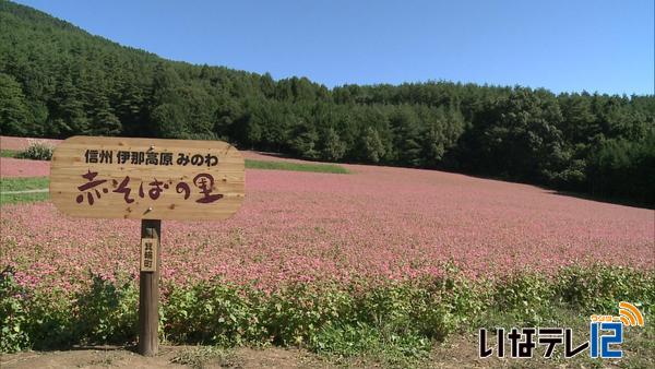 赤そばの里　見頃