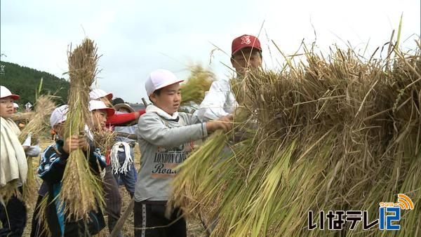 箕輪西小学校５年生が稲刈りを体験