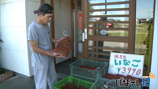 つかはらに生きたイナゴ入荷　今年は少なめ