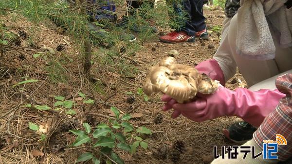 新山小５・６年がマツタケ狩り