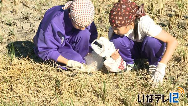 南箕輪中が伝統の落ち穂拾い