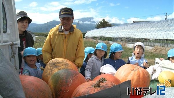 南箕輪村西部保育園の園児が特大カボチャを収穫