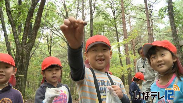 南箕輪小１年生がドングリ拾い