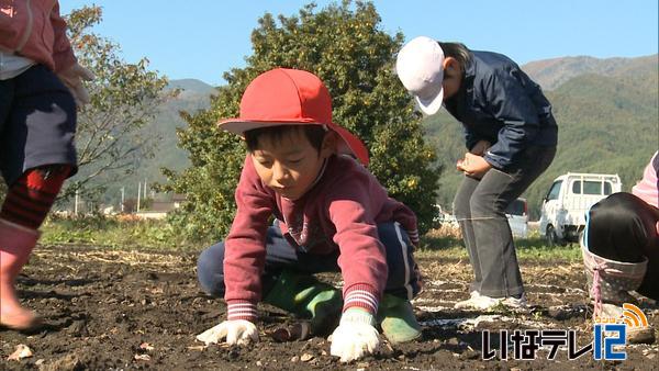 箕輪町上古田地元住民と小学生がチューリップの球根植え