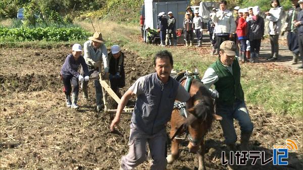 手良小児童が馬耕に挑戦