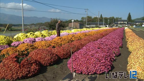 伊那市手良　鈴木孝さんの畑で七色の菊見頃