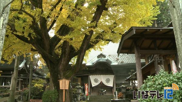 立冬　南箕輪村の恩徳寺　イチョウが見頃