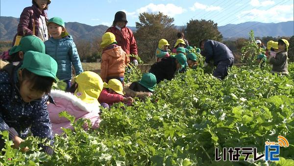 宅幼老所の利用者と園児が大根の収穫で交流