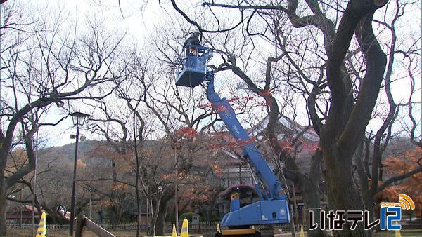 高遠城址公園　桜の冬支度