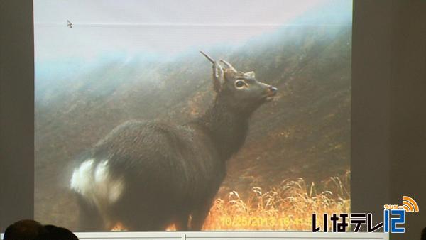 中アルプス高山対にニホンジカ生息　初の確認