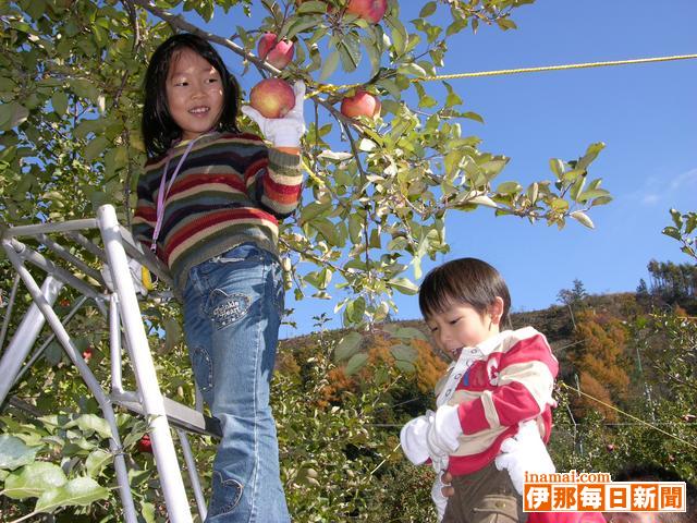 リンゴオーナー収穫祭