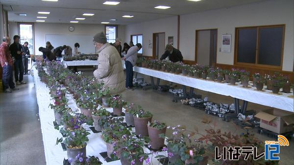 早春の花　雪割草展示会