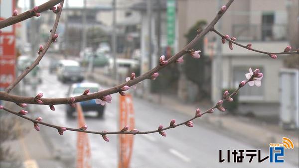 春告げるロトウザクラ開花