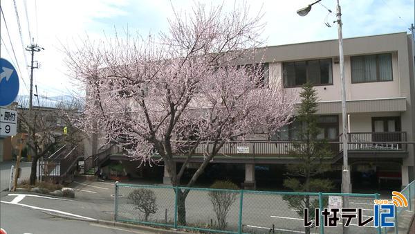 中央区公民館のロトウザクラ咲く