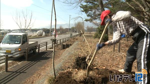 県道与地・辰野線沿いにハナモモ植樹