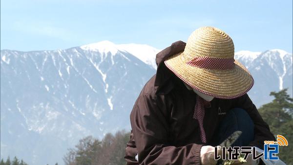 きょうも４月下旬の陽気　ナズナ摘み