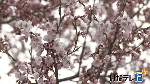 南信森林管理署の桜が咲き始める