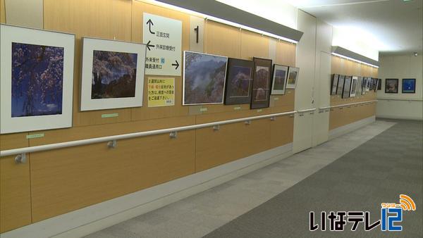 伊藤好幸さん　桜の写真展伊那中央病院で開く