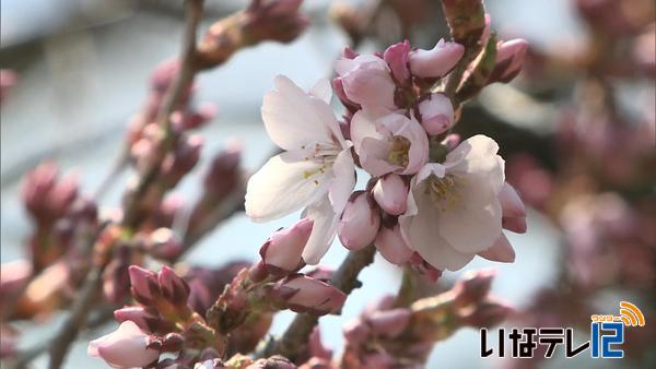 高遠城址公園　開花宣言