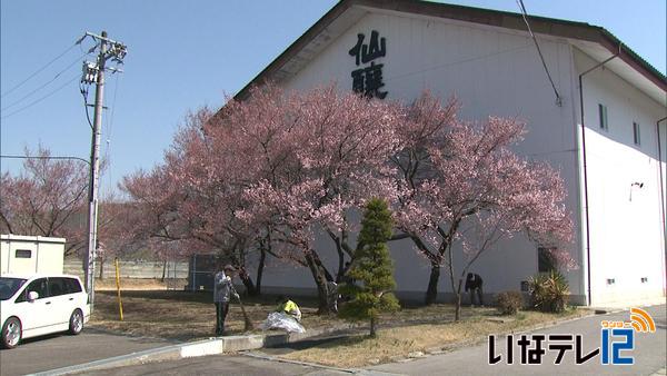 サクラコマが縁　仙醸で整備作業受注