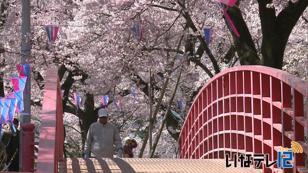 桜シリーズ⑤春日公園の桜