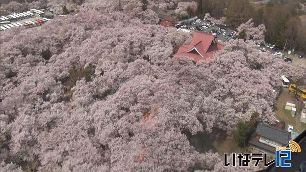 高遠城址公園　満開