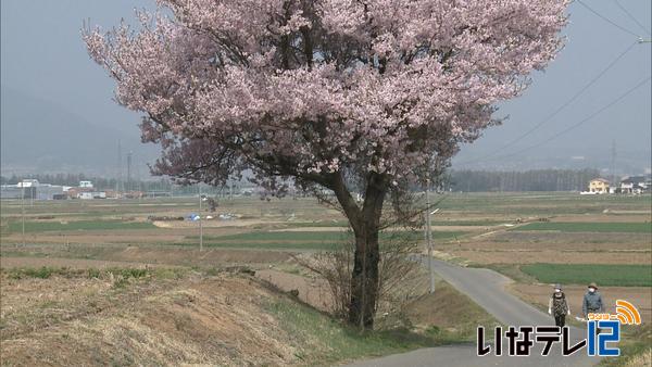 桜シリーズ⑧～富県の桜～