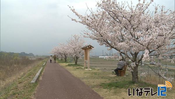 桜シリーズ⑨三峰川堤防の桜並木