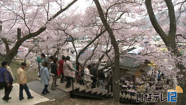 高遠城址　今週末へ入り込み期待　