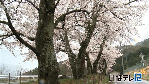 桜シリーズ⑫細ヶ谷桜