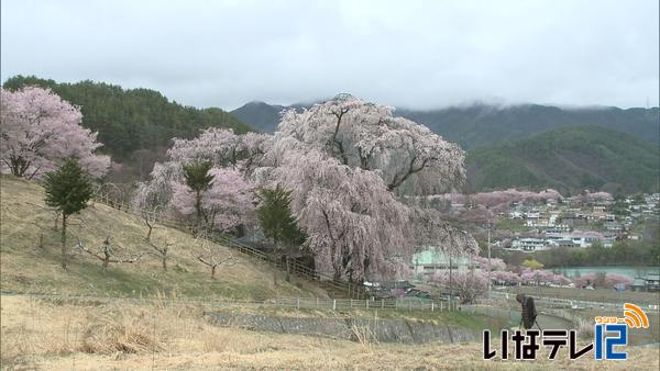 高遠町勝間の薬師堂しだれ桜　見頃