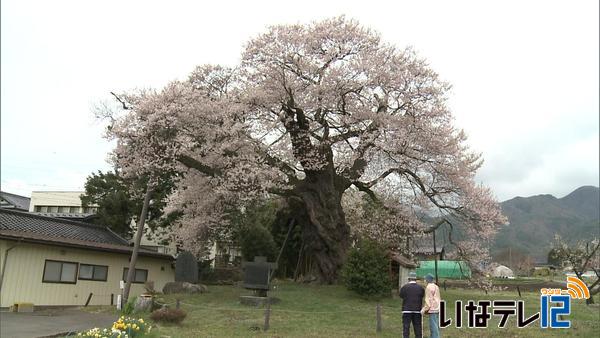 箕輪町中曽根　権現桜見頃