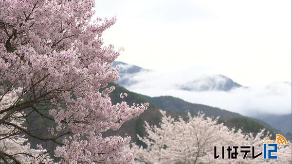 桜シリーズ⑬　美和湖の桜