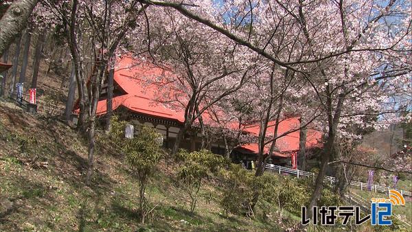 桜シリーズ⑭　高遠・弘妙寺の桜