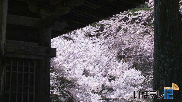 桜シリーズ⑯遠照寺の桜