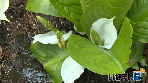 山野草自然園ヒノキオでミズバショウ見ごろ